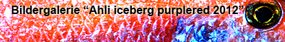 Bildergalerie Ahli iceberg purplered 2012