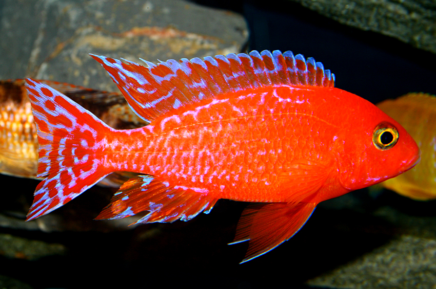 Firefish 2012
