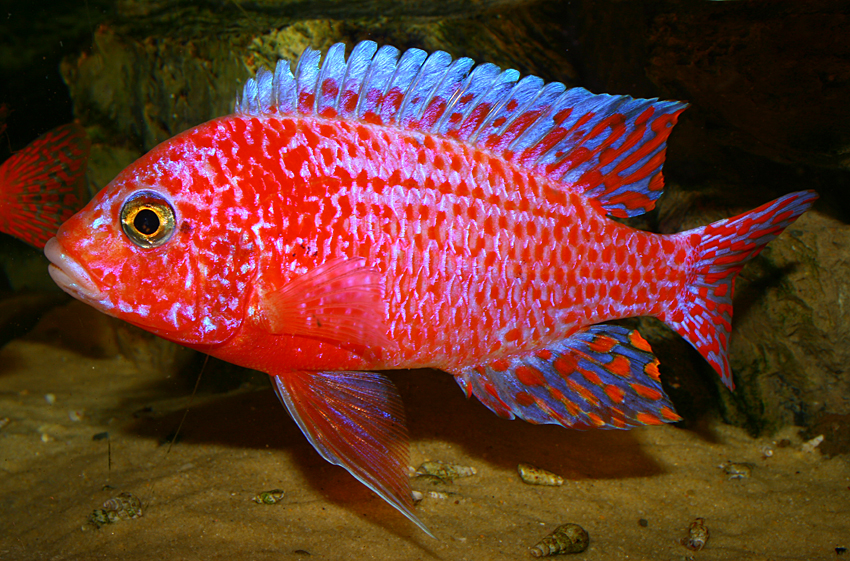 Firefish 2011