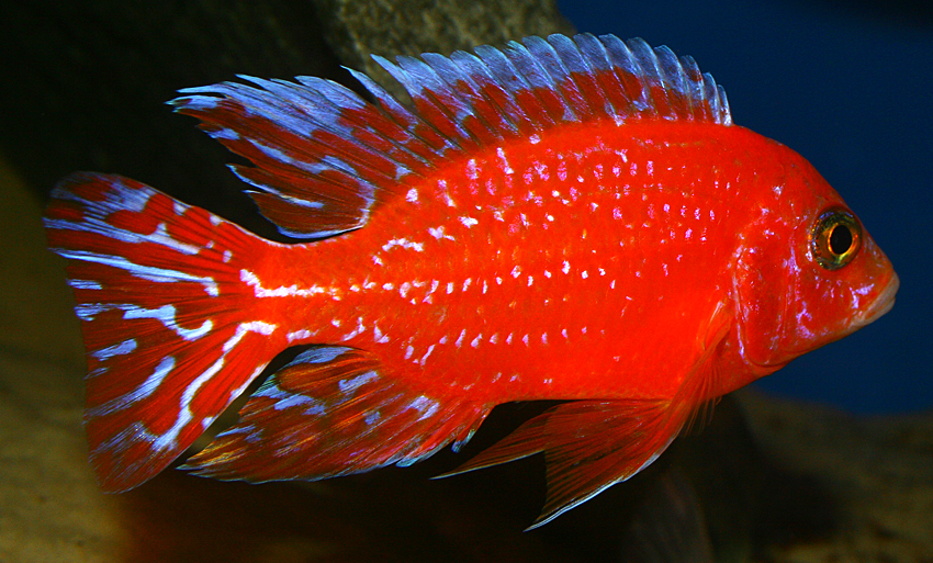 Aulonocara firefish "Coral Red" 2013