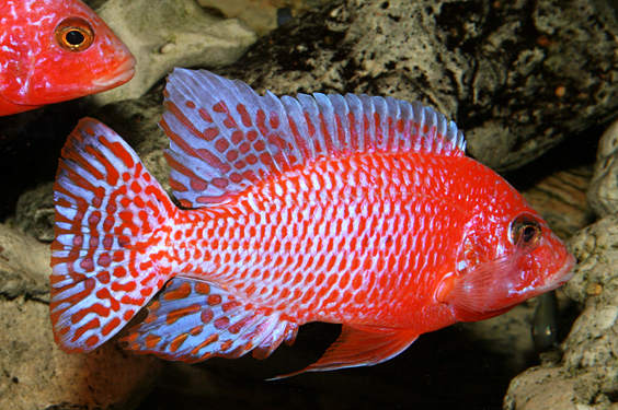 Aulonocara Firefish "Coral Red"