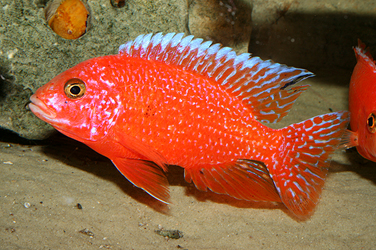 Aulonocara firefish Coral Red Männchen