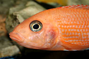 Aulonocara firefish Coral Red Weibchen
