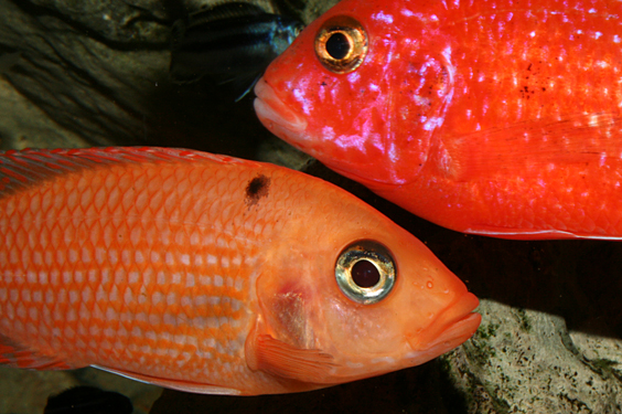 Aulonocara firefish "Coral Red"