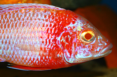Aulonocara firefish "Coral Red" albino