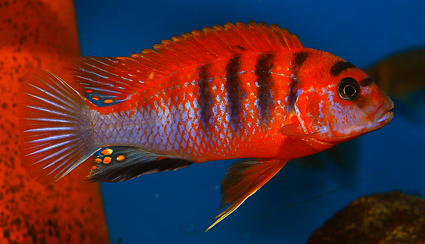 Labidochromis red top Schweden (Red Top Deluxe)