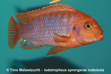 Iodotropheus sprengerae -makokola red-