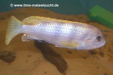 Labidochromis perlmutt Männchen