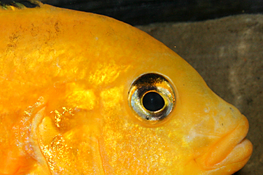 Labidochromis yellow Männchen