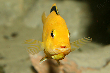 Labidochromis yellow Weibchen