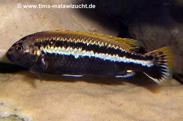 Melanochromis auratus Männchen
