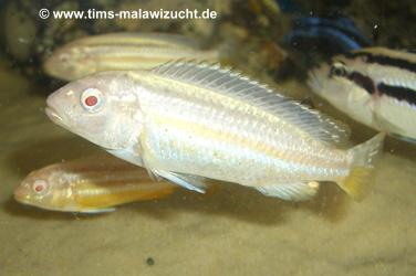 Melanochromis auratus albino Männchen