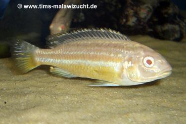 Melanochromis auratus albino Weibchen