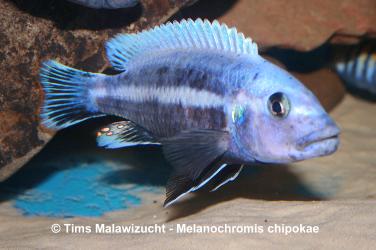 Melanochromis chipokae Chidunga Rocks