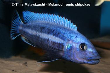 Melanochromis chipokae "Chidunga Rocks" Männchen