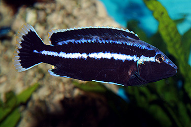 Melanochromis parallelus Männchen