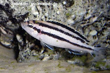 Melanochromis parallelus Weibchen