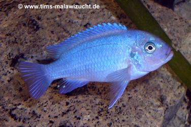 Pseudotropheus callainos bright blue Weibchen