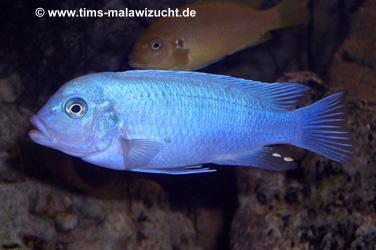 Pseudotropheus callainos bright blue