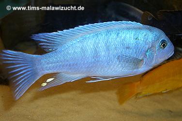 Pseudotropheus callainos bright blue Männchen