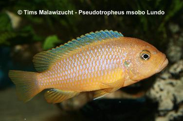 Pseudotropheus msobo "Lundo Island" Weibchen