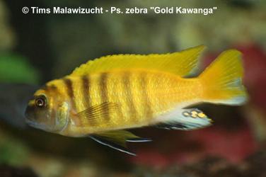 Pseudotropheus zebra gold Kawanga