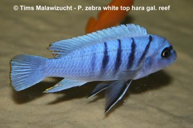 Pseudotropheus zebra white top