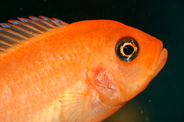 Pseudotropheus estherae "Minos Reef" Red