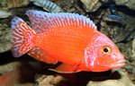 Aulonocara firefish Coral Red