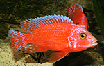 Aulonocara firefish Coral Red