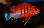 Labidochromis hongi red Top Schweden (Red Deluxe)