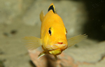 Labidochromis caeruleus yellow