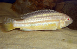 Melanochromis Auratus albino