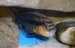 Melanochromis chipokae Chidunga Rocks