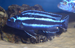 Melanochromis maingano