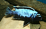 Pseudotropheus msobo magunga