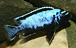 Pseudotropheus msobo magunga