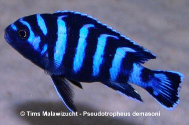 Pseudotropheus demasoni